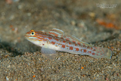 Spotted Goby photo 3