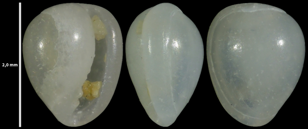 Granulina marginata