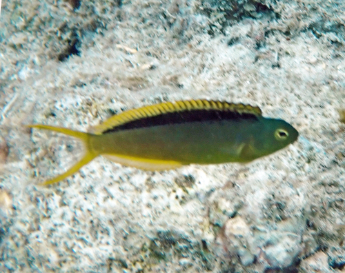 Tonga fangblenny (Meiacanthus tongaensis) — Blenniidae — 2