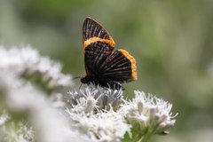 Riodina lycisca
