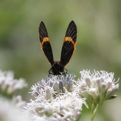 Riodina lycisca