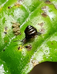 Euconulidae