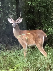 Odocoileus virginianus hiltonensis