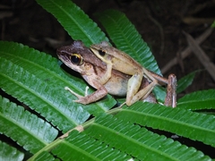 Meristogenys phaeomerus