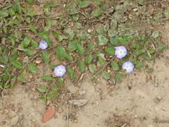 Evolvulus rotundifolius