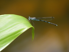 Indolestes cyaneus
