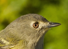 Dwarf Vireo photo 2
