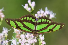 Philaethria wernickei