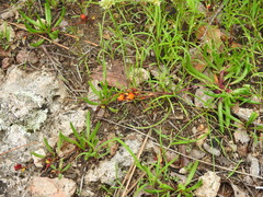 Phemeranthus parvulus