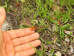 Phemeranthus parvulus