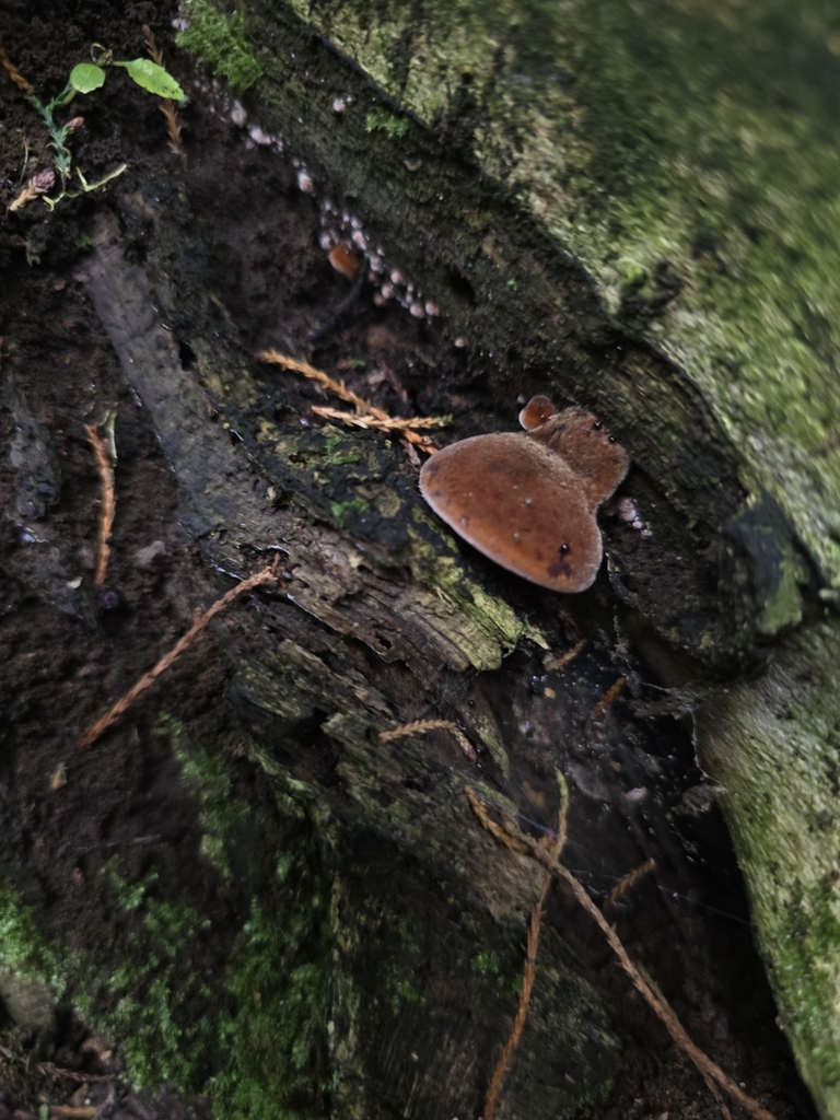 Auricularia cornea · March 2025 · photo: © xmahliax (iNaturalist, cc-by-nc)