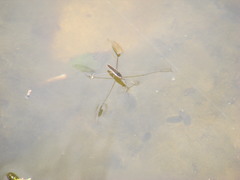 Aquarius elongatus