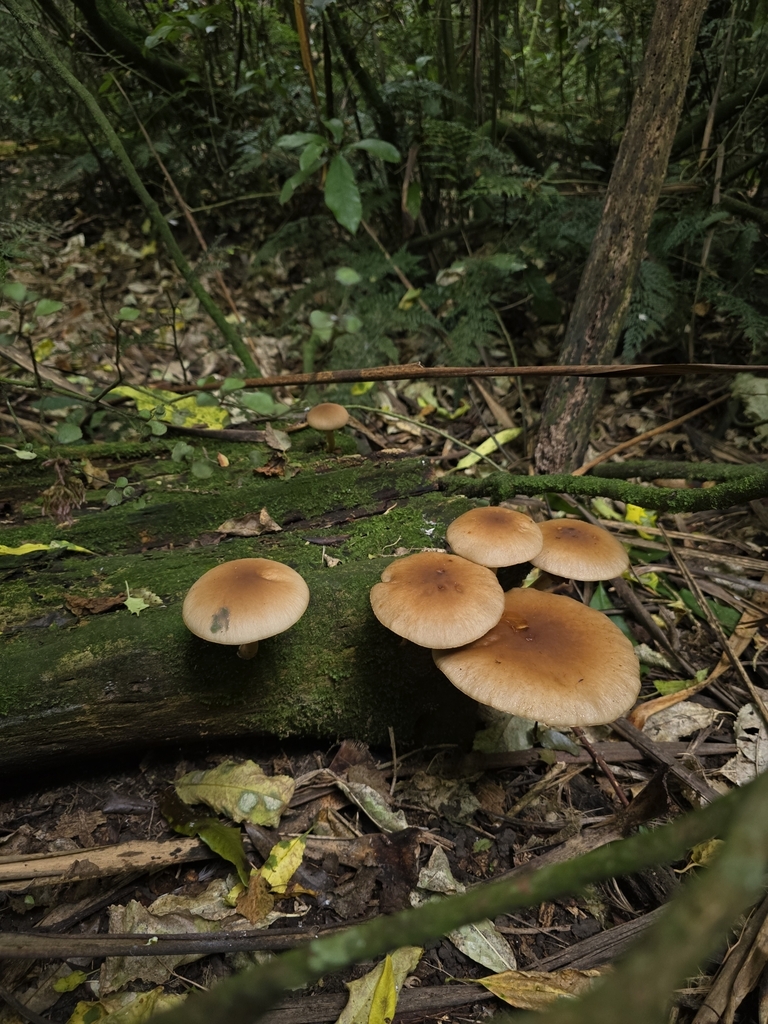 Cyclocybe parasitica · March 2025 · photo: © xmahliax (iNaturalist, cc-by-nc)