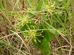 Malaxis novogaliciana