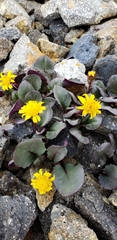 Senecio soldanella