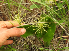 Malaxis novogaliciana
