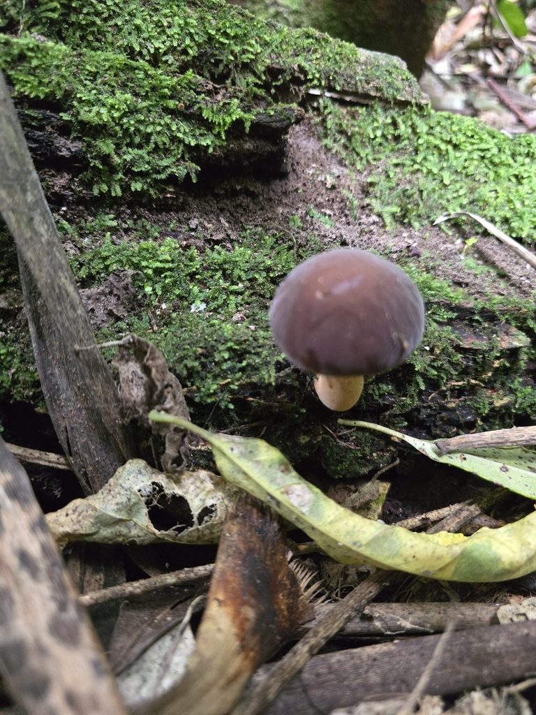 Cyclocybe parasitica · March 2025 · photo: © xmahliax (iNaturalist, cc-by-nc)