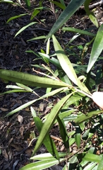 Samadera bidwillii