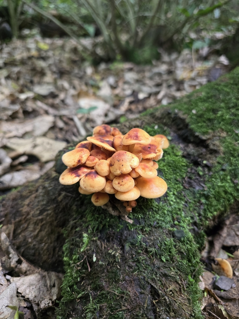 Flammulina velutipes · March 2025 · photo: © xmahliax (iNaturalist, cc-by-nc)