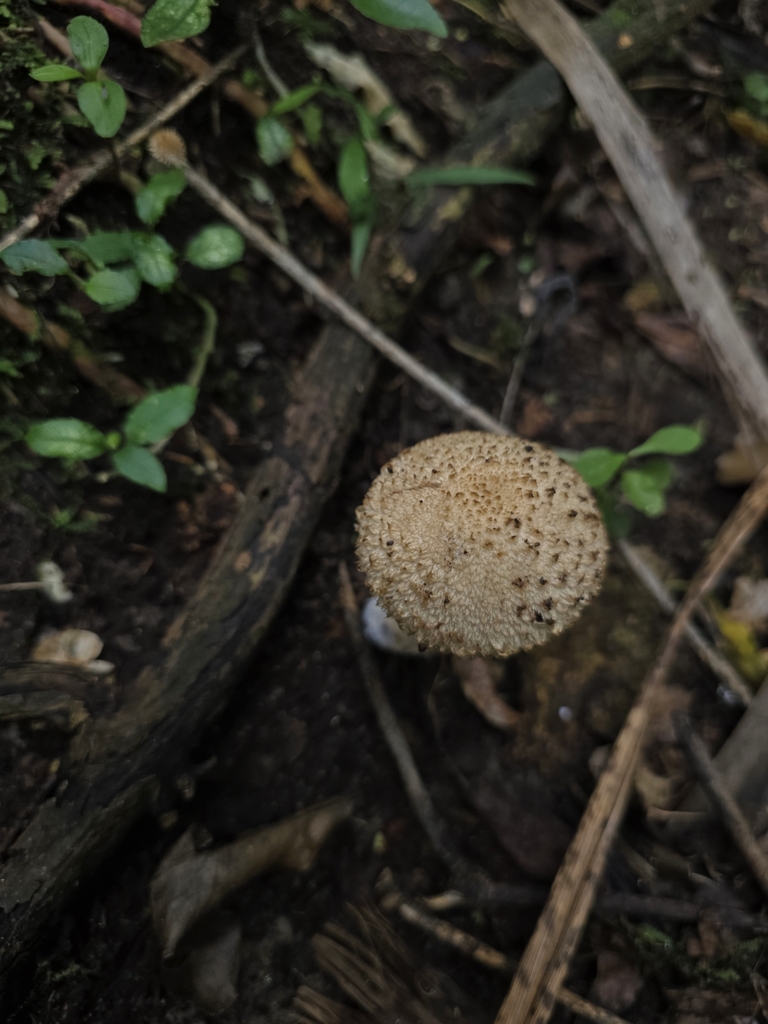 Lacrymaria asperospora · March 2025 · photo: © xmahliax (iNaturalist, cc-by-nc)