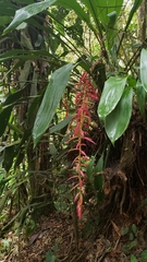 Pitcairnia stevensonii