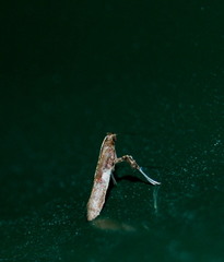 Caloptilia bimaculatella