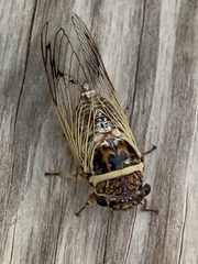 Diceroprocta marevagans