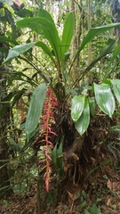 Pitcairnia stevensonii