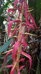 Pitcairnia stevensonii