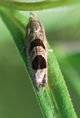 Eucosma tomonana