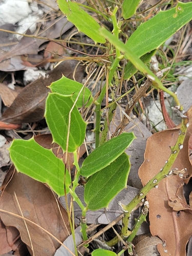Smilax havanensis (Smilax havanensis)