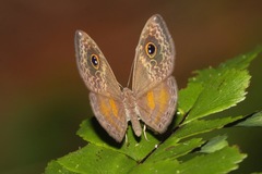 Perophthalma tullius