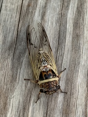 Diceroprocta marevagans