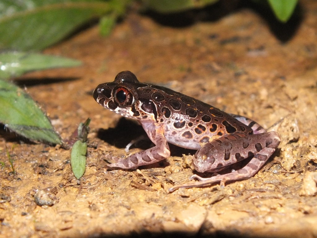 White-Bellied Slender Litter Frog