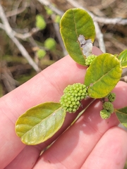 Pisonia rotundata, photograph (c) jamie bee, some rights reserved (CC BY)