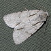 Acronicta interrupta - Photo (c) Candice, μερικά δικαιώματα διατηρούνται (CC BY-NC), uploaded by Candice