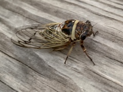 Diceroprocta marevagans