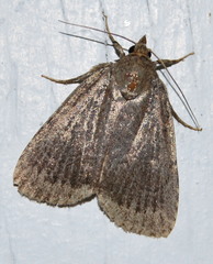 Amphipyra glabella