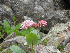 Asclepias otarioides