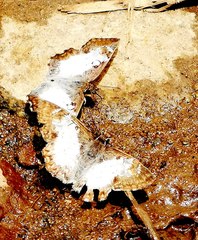 Heliopetes laviana
