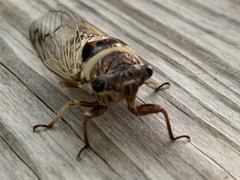 Diceroprocta marevagans