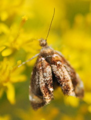 Prochoreutis inflatella