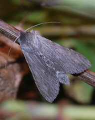Cucullia intermedia