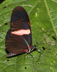 Heliconius erato hydara