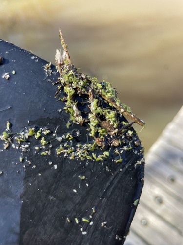 iNaturalist observation photo of duckweeds