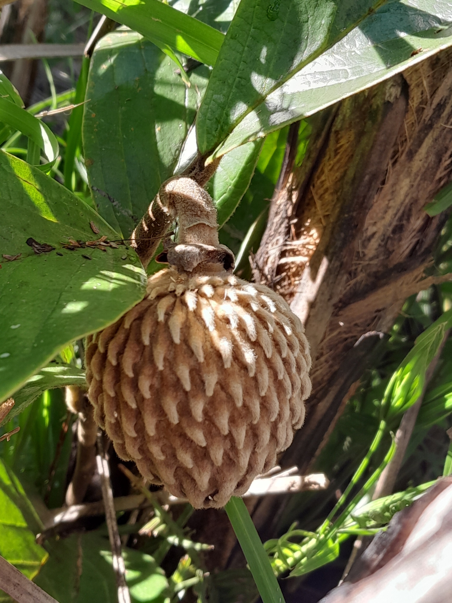 Annona monticola