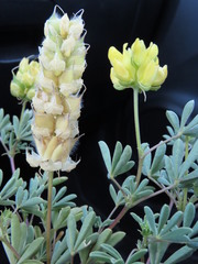 Lupinus luteolus