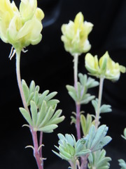 Lupinus luteolus