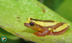 Dendropsophus elegans