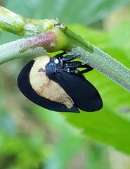 Membracis latifasciata